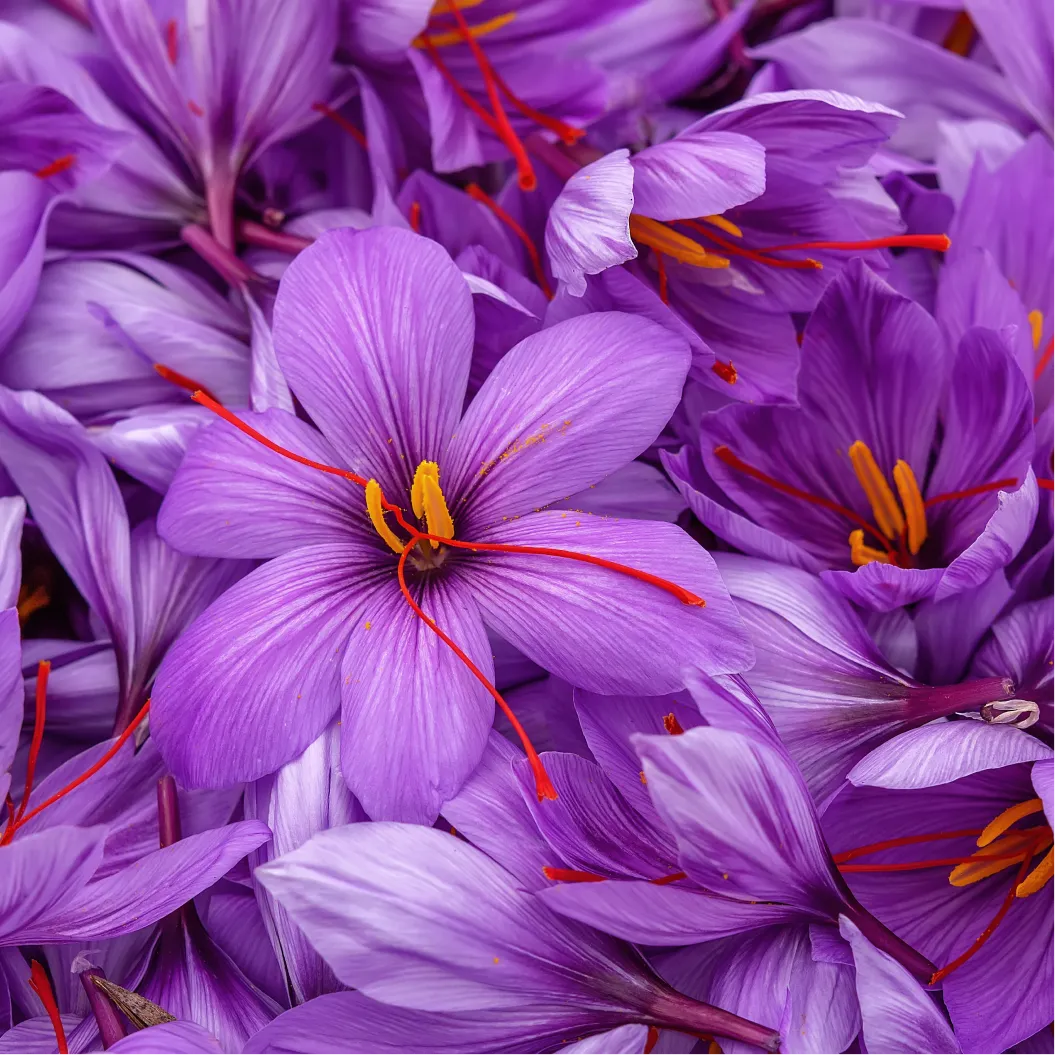 BERBERINE: NATURE'S ORAL CARE  HERO